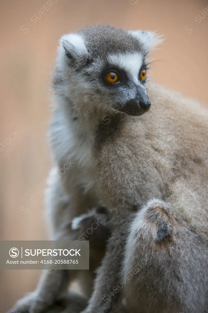 Portrait of Ring-tailed lemur (Lemur catta) at Berenty Reserve in southern Madagascar.