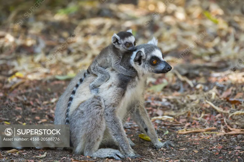 Ring-tailed lemur (Lemur catta) carrying playing baby at Berenty Reserve in southern Madagascar.