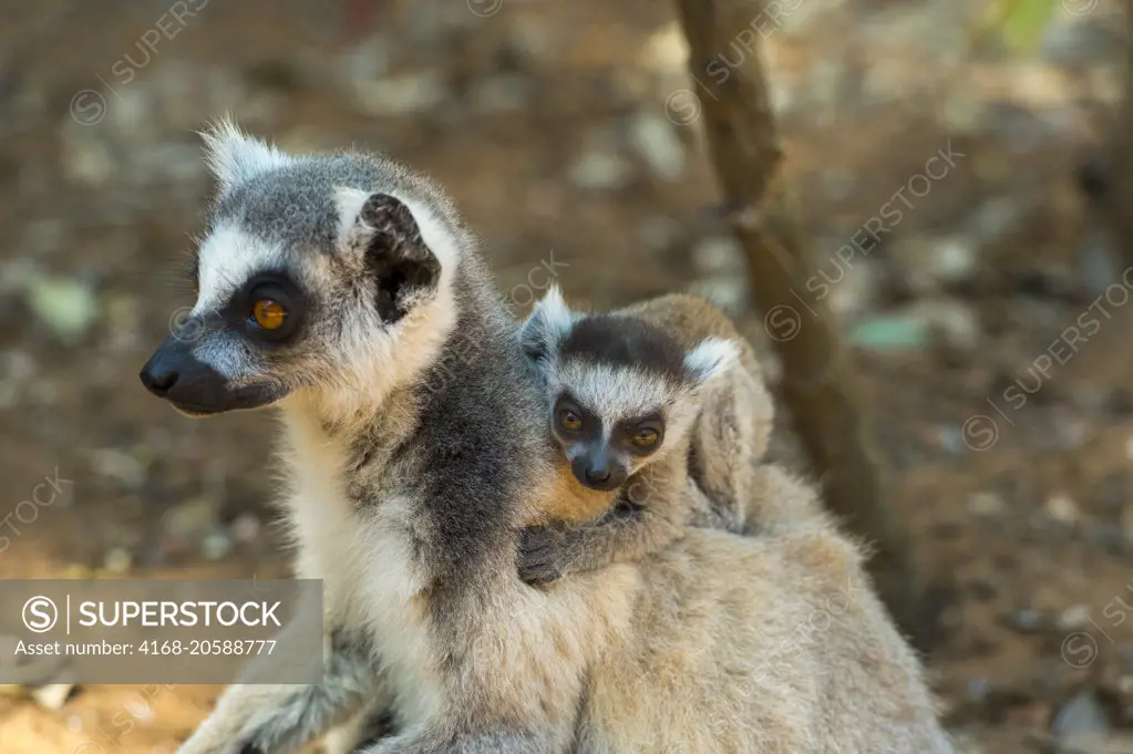 Ring-tailed lemur (Lemur catta) carrying baby at Berenty Reserve in southern Madagascar.