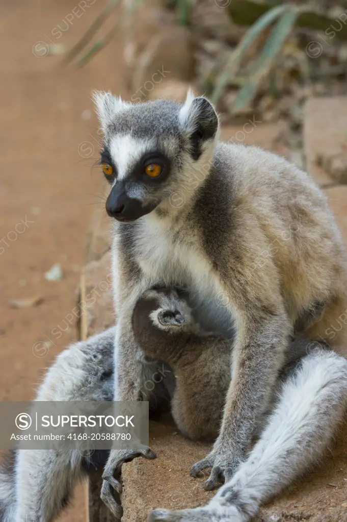 Ring-tailed lemur (Lemur catta) nursing baby at Berenty Reserve in southern Madagascar.