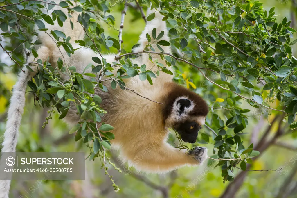 Verreaux's sifaka (Propithecus verreauxi), or white sifaka feeding on leaves in tree at Berenty Reserve in southern Madagascar.