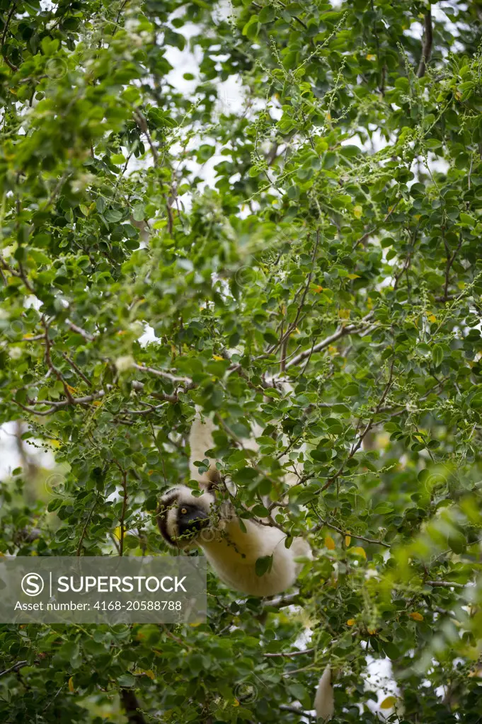 Verreaux's sifaka (Propithecus verreauxi), or white sifaka feeding in tree at Berenty Reserve in southern Madagascar.