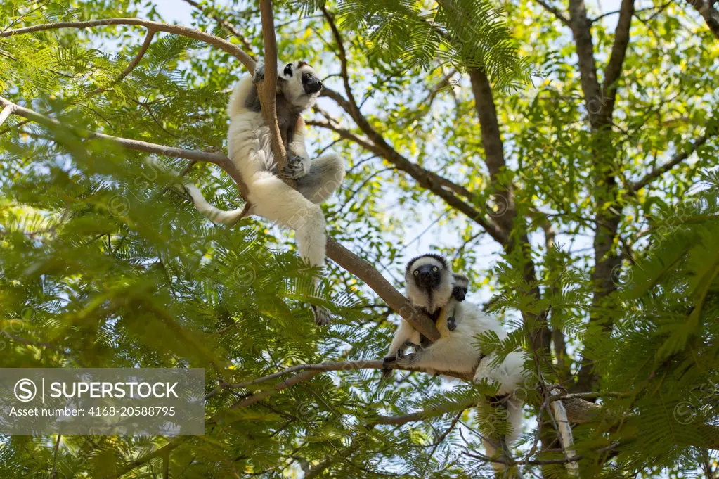 Verreaux's sifakas (Propithecus verreauxi), or white sifakas in tree at Berenty Reserve in southern Madagascar.
