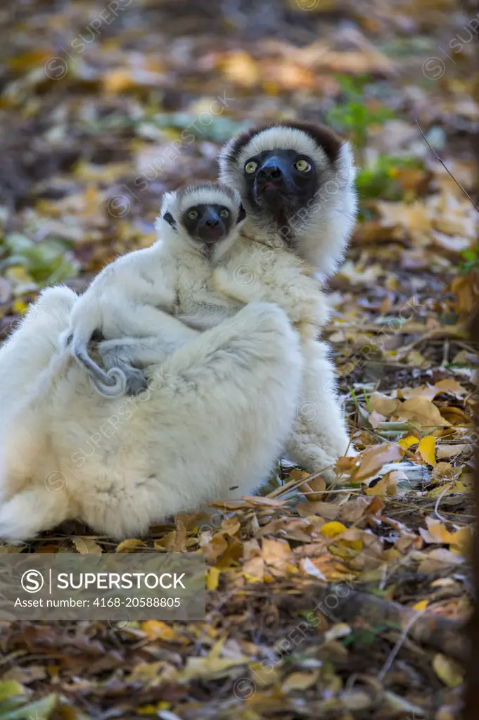 Verreaux's sifaka (Propithecus verreauxi), or white sifaka with baby at Berenty Reserve in southern Madagascar.