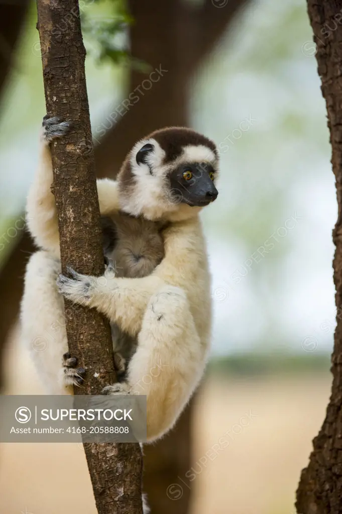 Verreaux's sifaka (Propithecus verreauxi), or white sifaka with baby in tree at Berenty Reserve in southern Madagascar.