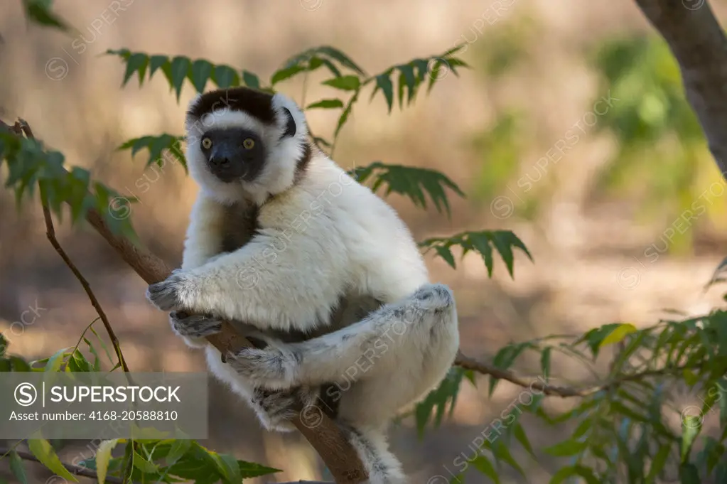 Verreaux's sifaka (Propithecus verreauxi), or white sifaka in tree at Berenty Reserve in southern Madagascar.