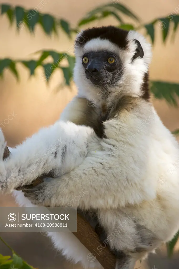 Verreaux's sifaka (Propithecus verreauxi), or white sifaka in tree at Berenty Reserve in southern Madagascar.