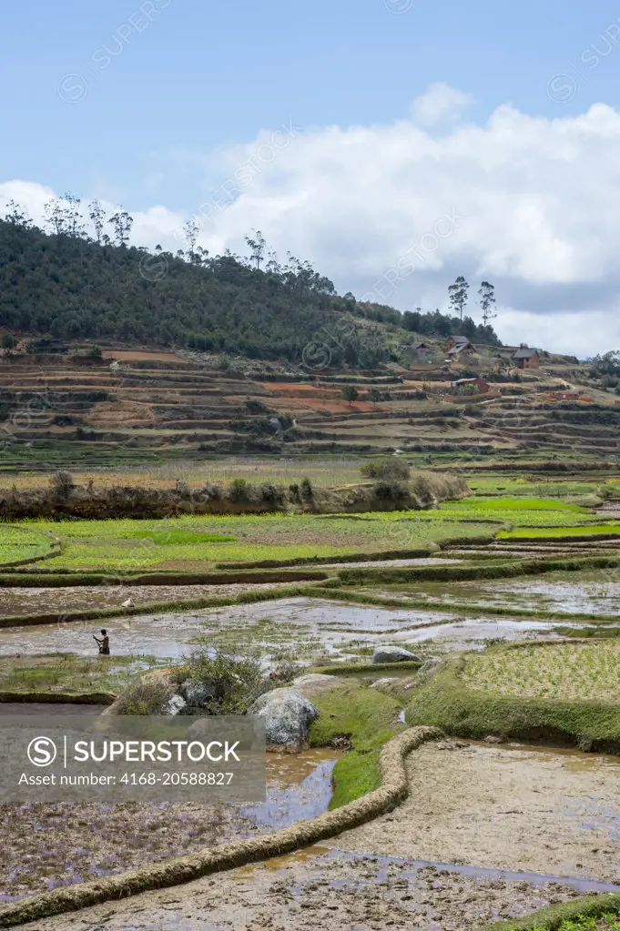 Fields in the highlands along highway No. 2 east of Antananarivo, Madagascar.