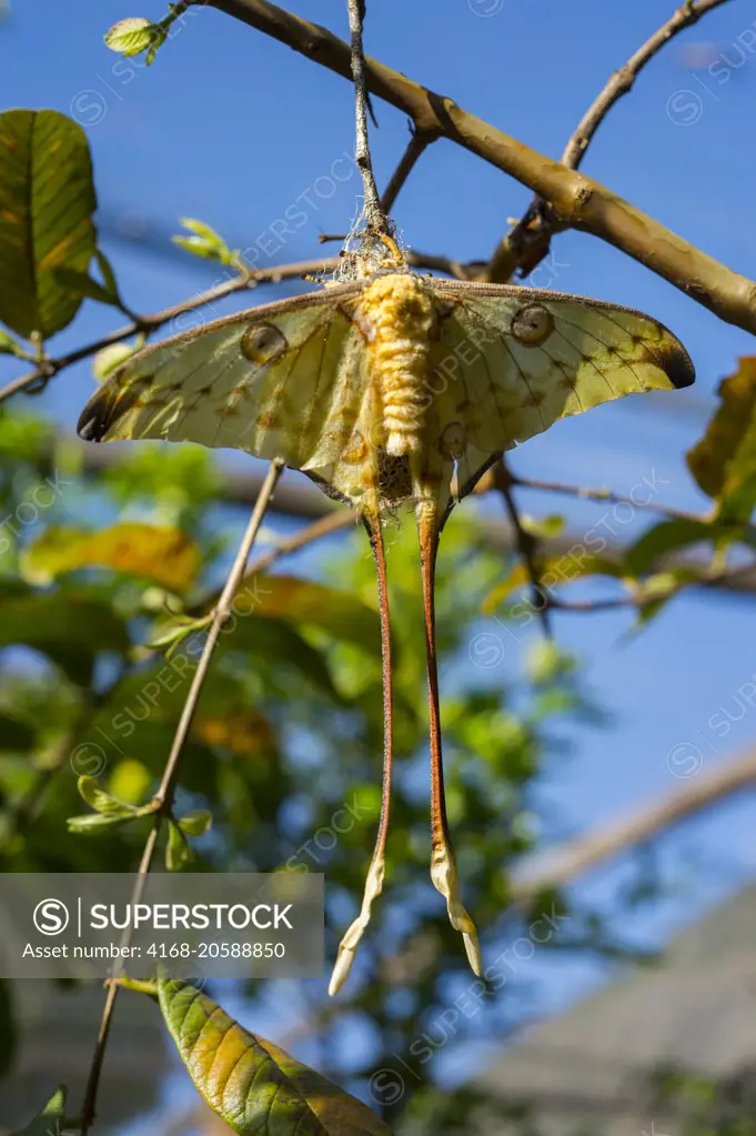 The Comet moth (Argema mittrei) or Madagascan moon moth is an African moth, native to the rain forests of Madagascar,  Mandraka Reserve near Moramanga, Madagascar.