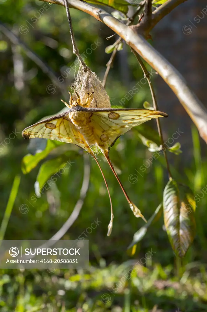 The Comet moth (Argema mittrei) or Madagascan moon moth is an African moth, native to the rain forests of Madagascar,  Mandraka Reserve near Moramanga, Madagascar.