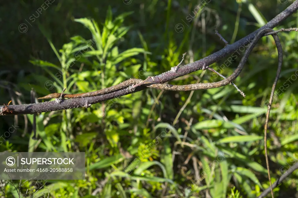 Leaf-nosed snake (Langaha madagascariensis) at Mandraka Reserve near Moramanga, Madagascar.