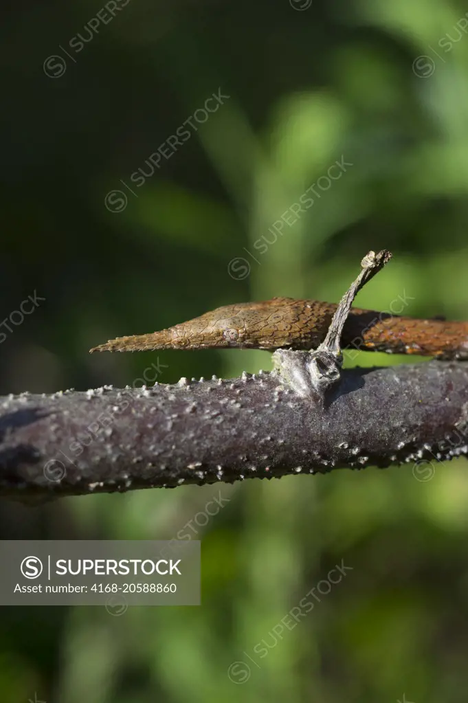 Close-up of Madagascar. leaf-nosed snake (Langaha madagascariensis) at Mandraka Reserve near Moramanga, Madagascar.