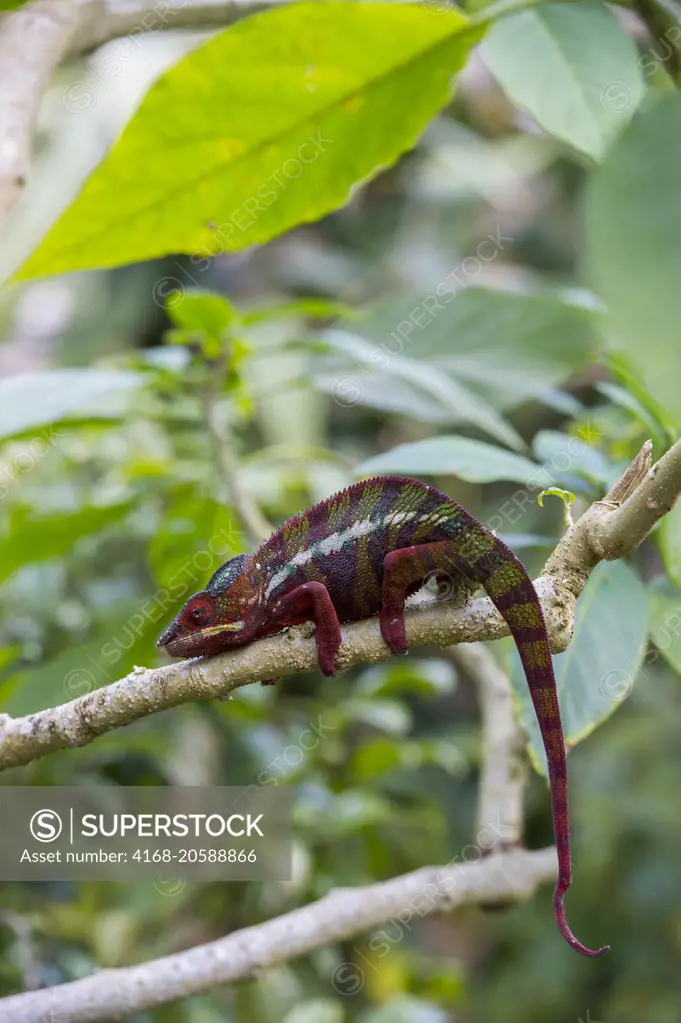 Male Panther Chameleon (Furcifer pardalis) at Mandraka Reserve near Moramanga, Madagascar.