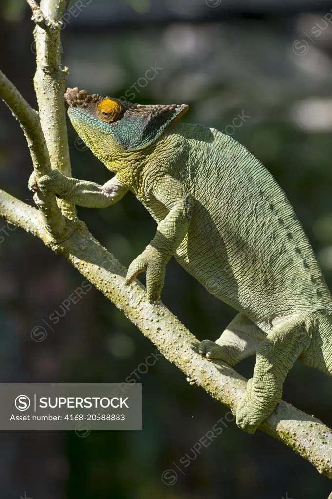 Male Parson's chameleon (Calumma parsonii) at Mandraka Reserve near Moramanga, Madagascar.