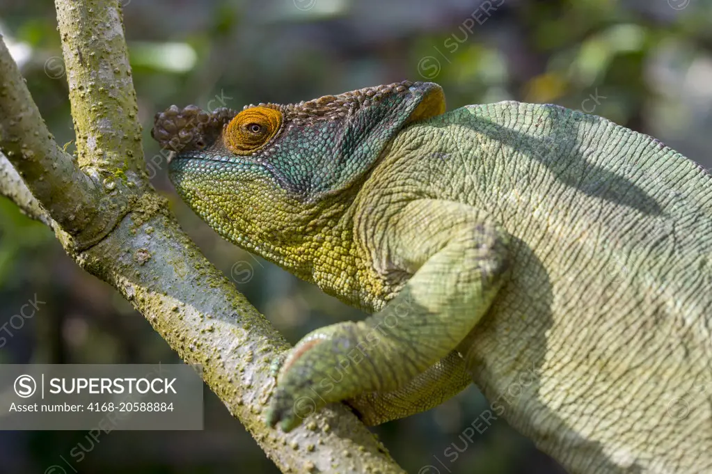 Male Parson's chameleon (Calumma parsonii) at Mandraka Reserve near Moramanga, Madagascar.