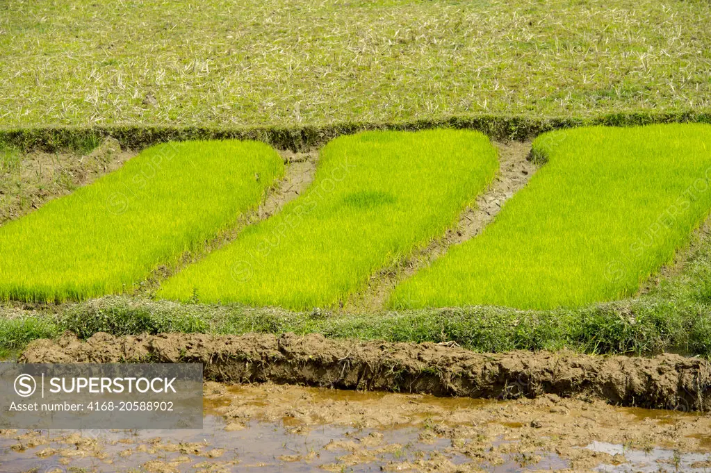 Field with rice seedlings along highway No. 2 east of Antananarivo, near Moramanga, Madagascar.
