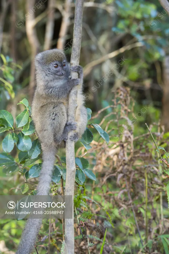 Eastern grey bamboo lemur (Hapalemur griseus), on Lemur Island near Vakona Lodge, Perinet Reserve, Madagascar.