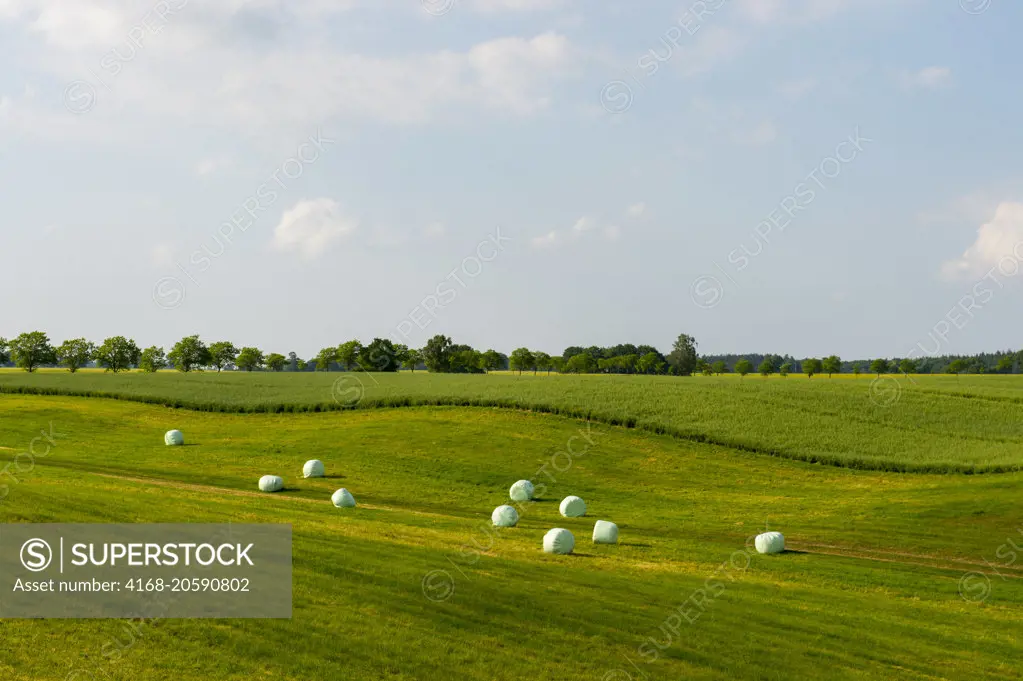 Pasture with hay bales wrapped in plastic near Stolpe, Anklam, in Mecklenburg-Vorpommern, Germany.