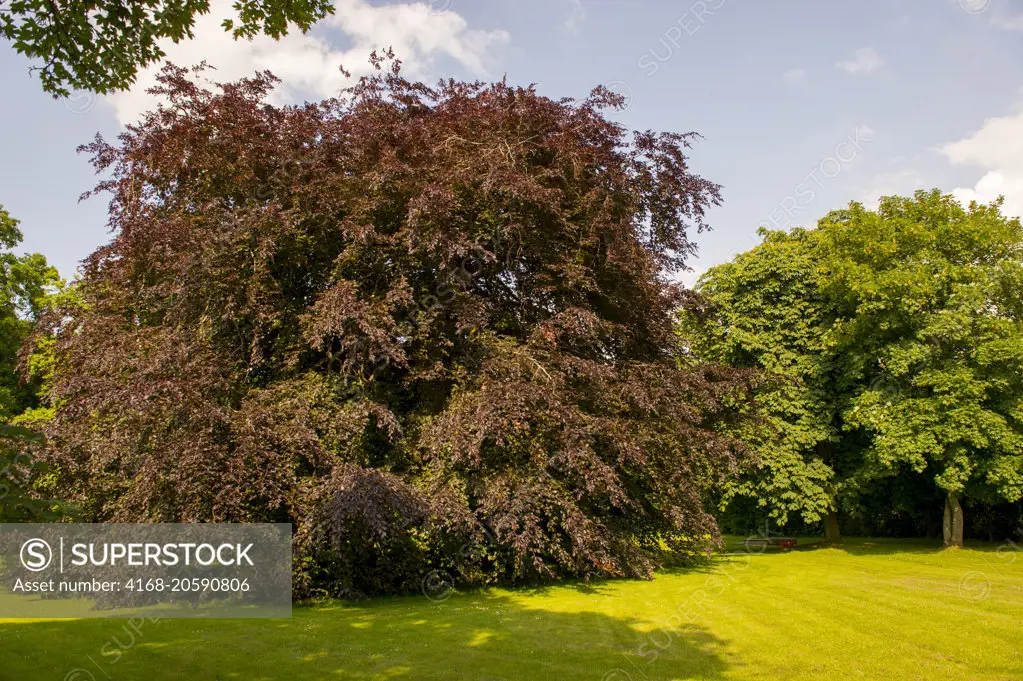 A Fagus sylvatica, the European Beech or Common Beech or Copper beech, is a deciduous tree belonging to the beech family Fagaceae photographed in Stolpe, Anklam, in Mecklenburg-Vorpommern, Germany.