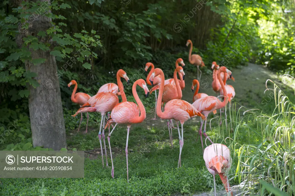 Flamingos at the Schönbrunn Zoo in Vienna, Austria.