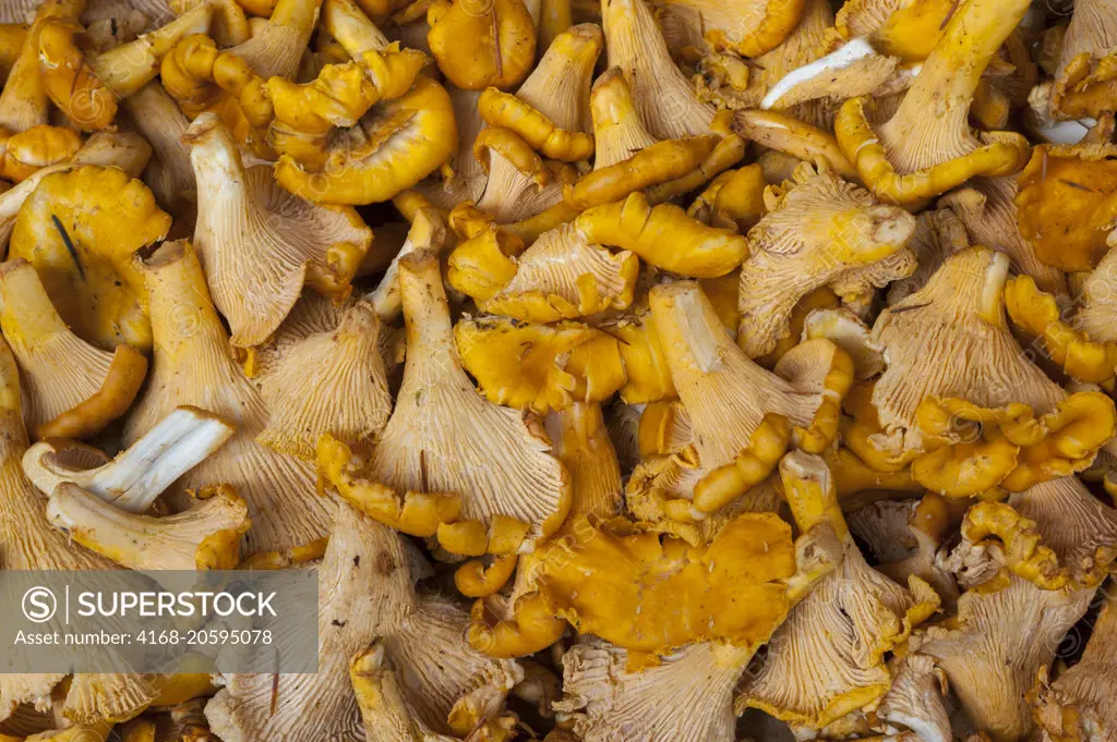 Fresh chanterelles for sale at the Pike Place Market in Seattle, Washington State, USA.