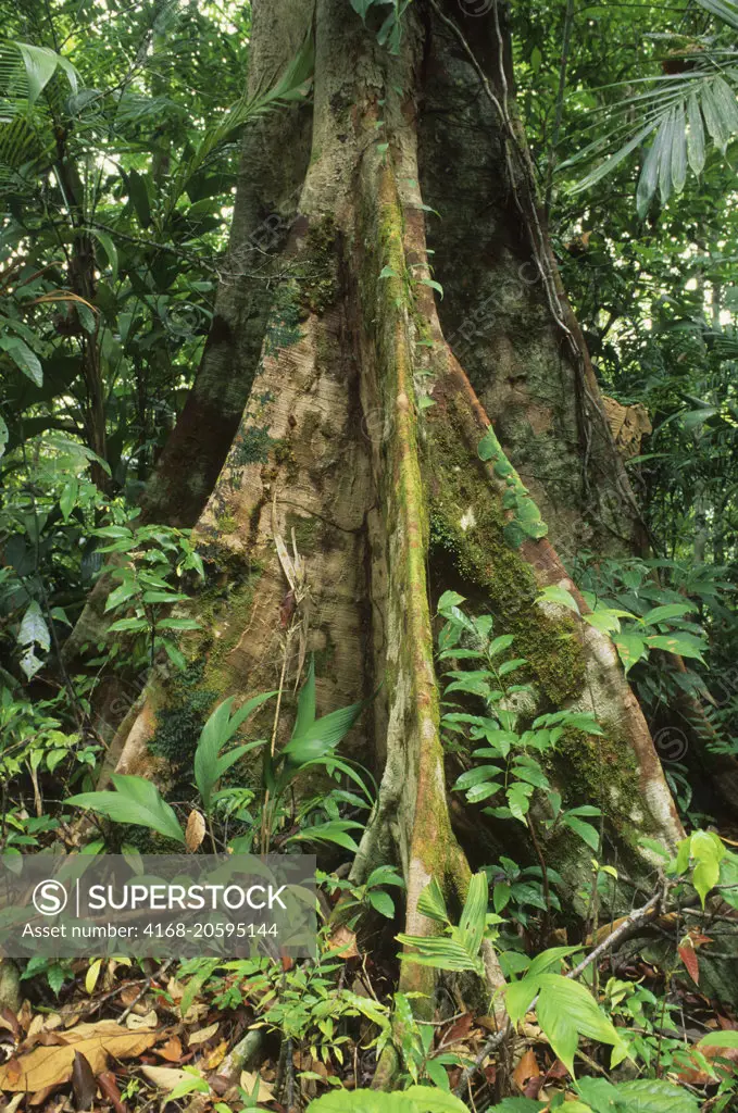 A tree with buttress roots in the rain forest at Marenco Biological Station, which is located on the isolated Osa Peninsula on the Pacific Coast of Costa Rica.