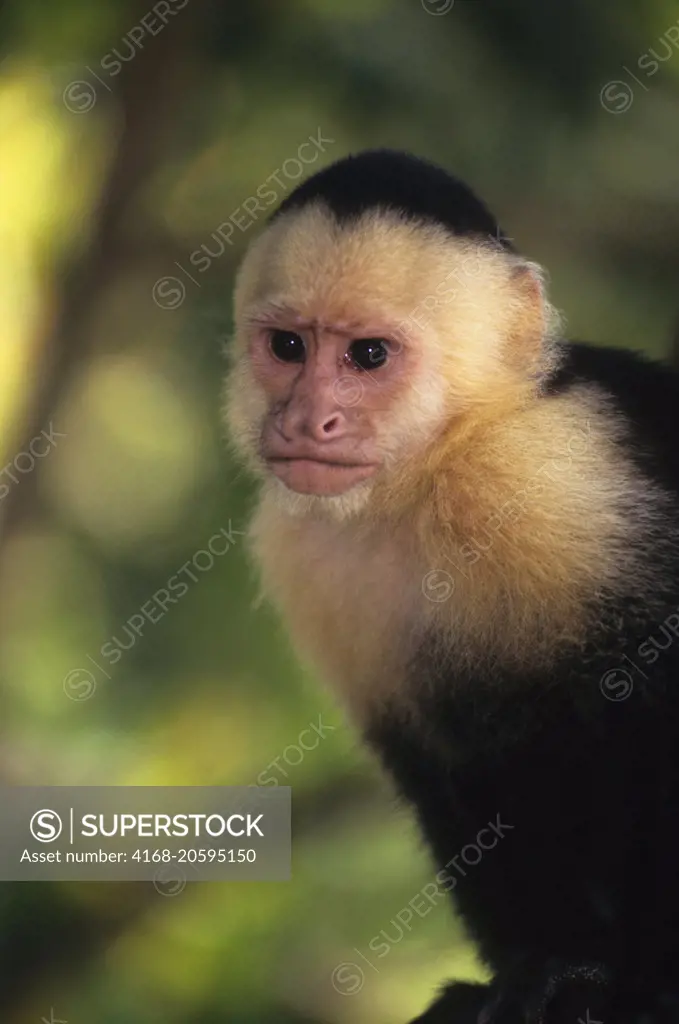Close-up of a white-faced capuchin (Cebus capucinus) monkey on a tree in the rainforest of the Manuel Antonio National Park located at the Pacific coast of Costa Rica.