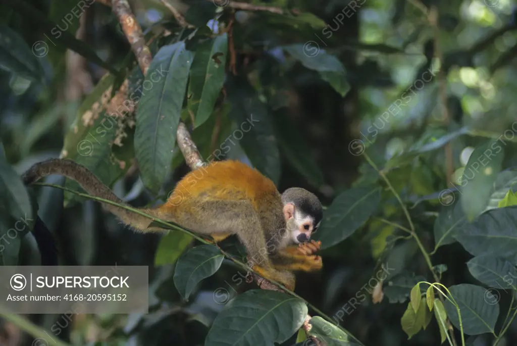 A Squirrel monkey on a tree in the rainforest of the Manuel Antonio National Park located at the Pacific coast of Costa Rica.