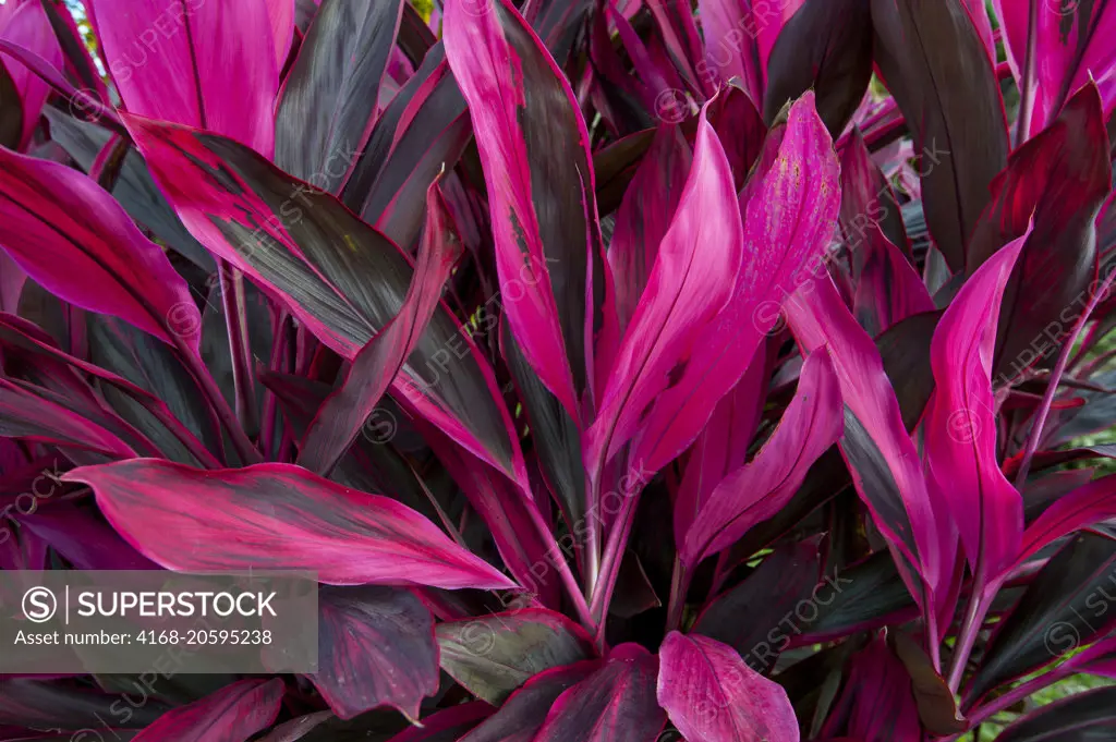 A Cordyline terminalis plant with magenta leaves in the rainforest near the Arenal Volcano in Costa Rica.