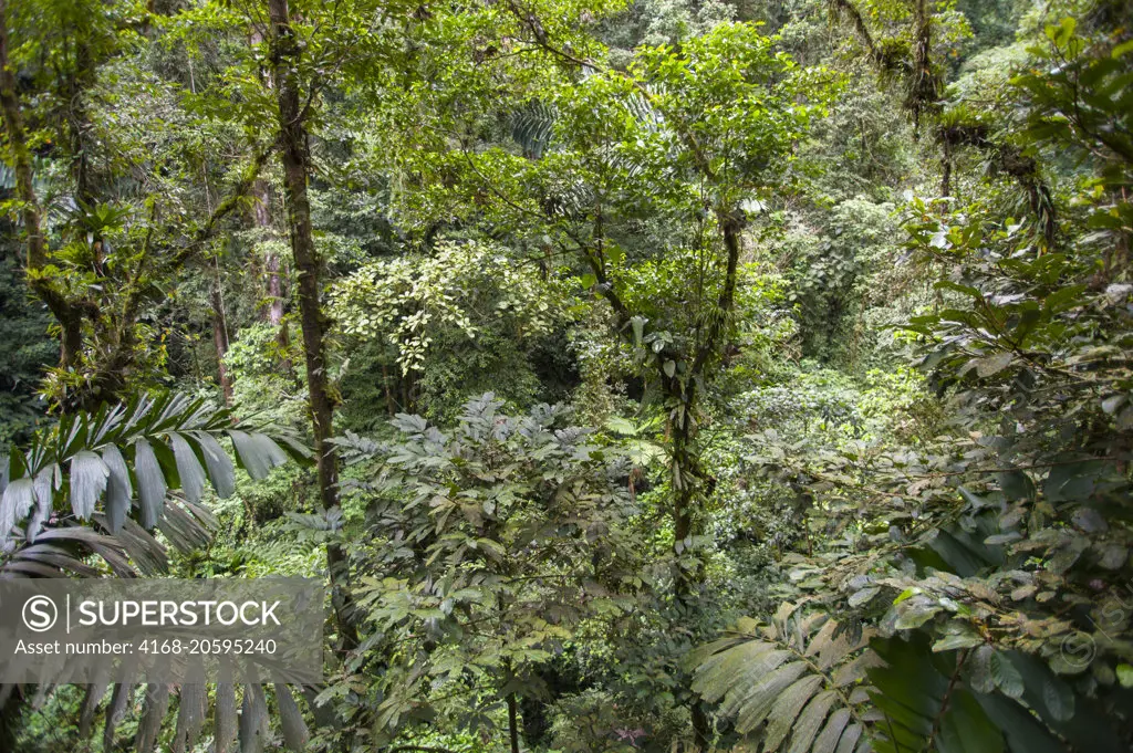View of trees covered with epiphytes and bromeliads in the rainforest near the Arenal Volcano in Costa Rica.