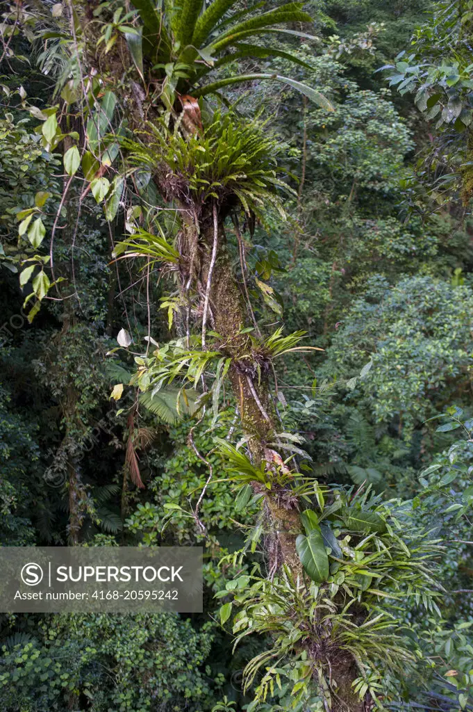 View of trees covered with epiphytes and bromeliads in the rainforest near the Arenal Volcano in Costa Rica.