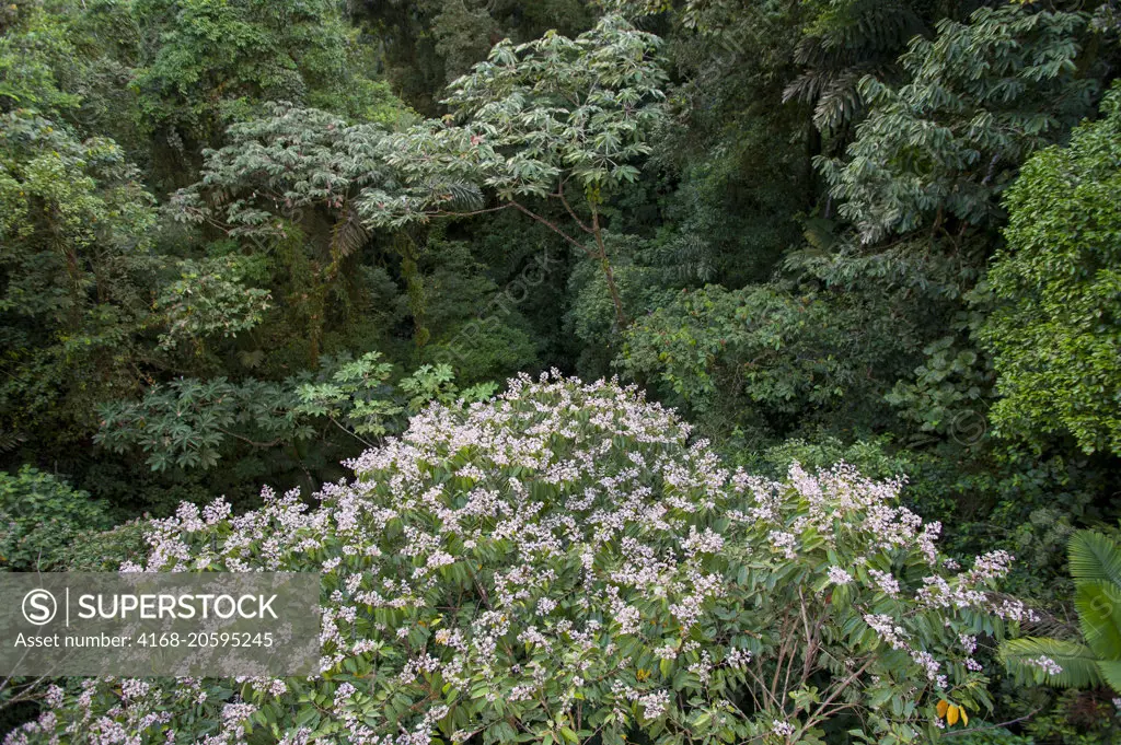 View of the rainforest canopy with a flowering tree in the Tiliaceae family near the Arenal Volcano in Costa Rica.