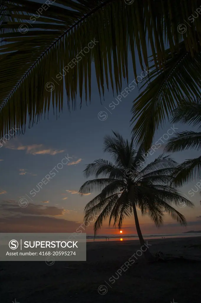 A sunset over the Pacific Ocean with silhouetted coconut palm trees on a beach at the Monterey Del Mar Hotel near Jaco in Costa Rica.