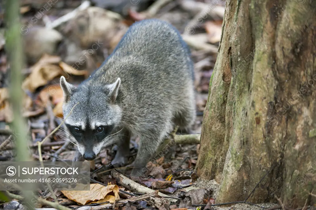 A Raccoon is searching for food  in the rainforest of the Manuel Antonio National Park located at the Pacific coast of Costa Rica.