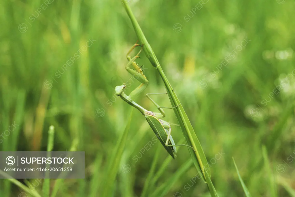 A well camouflaged praying mantis in the green grass along the Sepik Riva in Papua New Guinea.