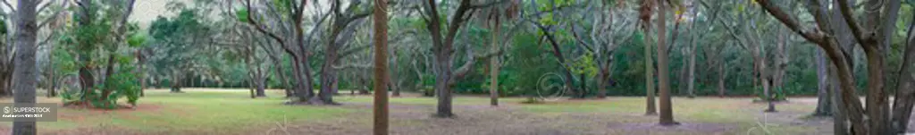 Usa, South Carolina, Edisto Island, Edisto Beach State Park, Live Oak Trees With Spanish Moss, Panorama Photo