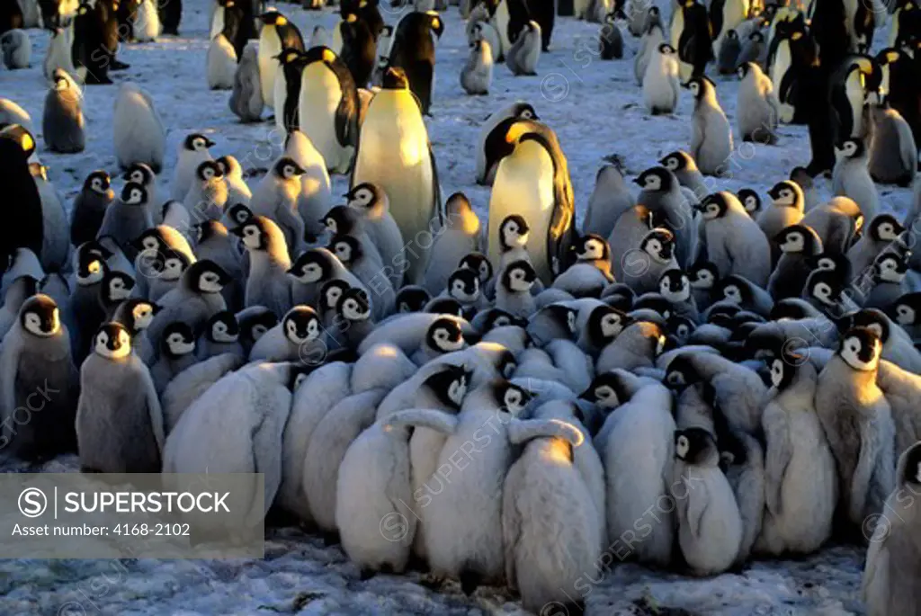 Antarctica, Atka Iceport, Emperor Penguin Colony, Chicks In Creche, Huddling To Stay Warm
