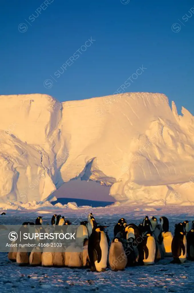 Antarctica, Atka Iceport, Emperor Penguin Colony, Chicks Huddling To Stay Warm