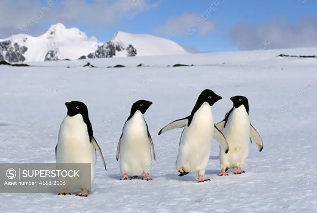 Antarctica, South  Orkney Island, Laurie Island, Adelie Penguins Walking On Snow