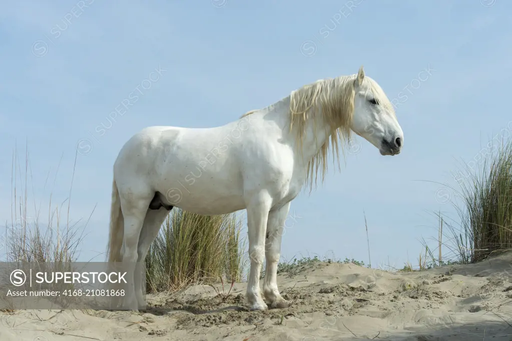 A Camargue stallion in the sand dunes at a beach in the Camargue, southern France.