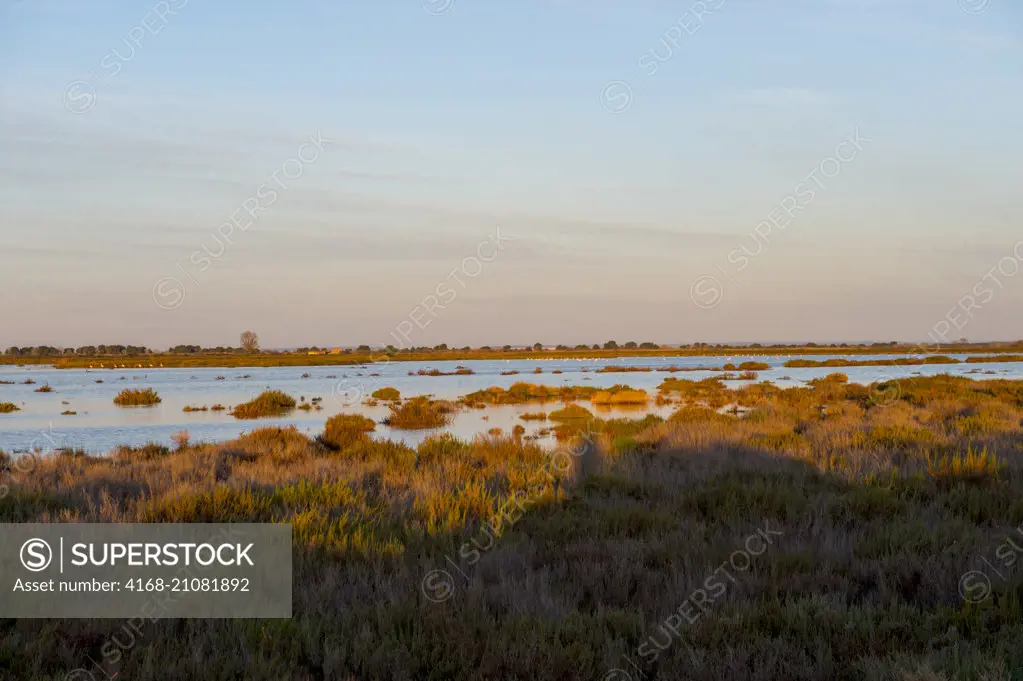 Greater flamingos in the marshland of the Camargue in southern France.