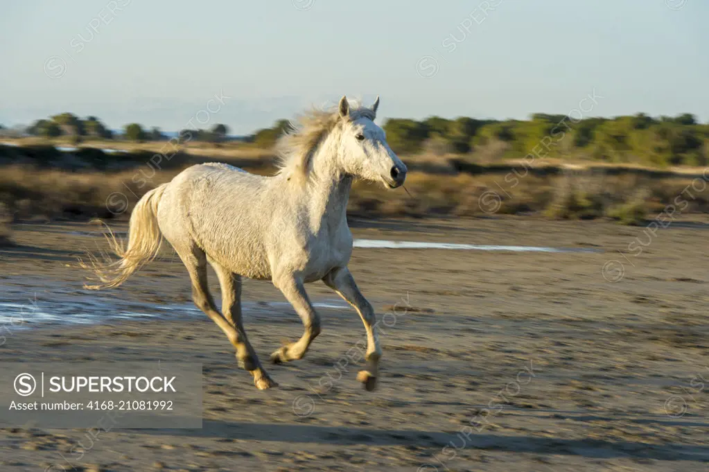 A Camargue horse is running on a beach in the Camargue in southern France.