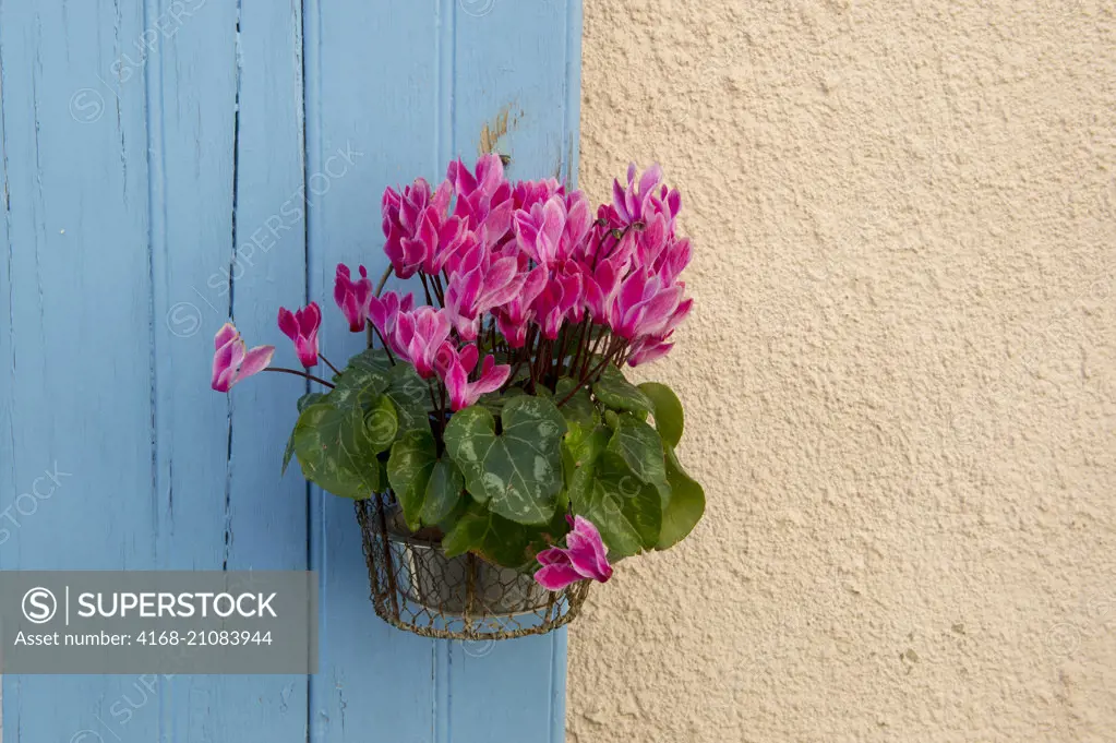 A flower pot with cyclamen on the shutter of a house in the fortified city of Aigues-Mortes in the Languedoc-Roussillon region of southern France.