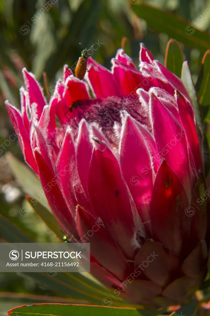 Close-up of a Protea Liebencherry flower at Kirstenbosch National Botanical Gardens in Cape Town, South Africa.