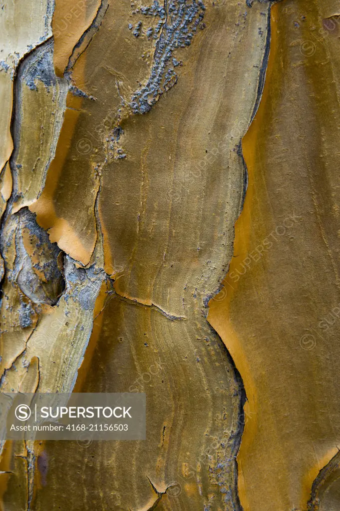 Close-up of the bark of an Aloe dichotoma (the quiver tree or kokerboom) at Kirstenbosch National Botanical Gardens in Cape Town, South Africa.