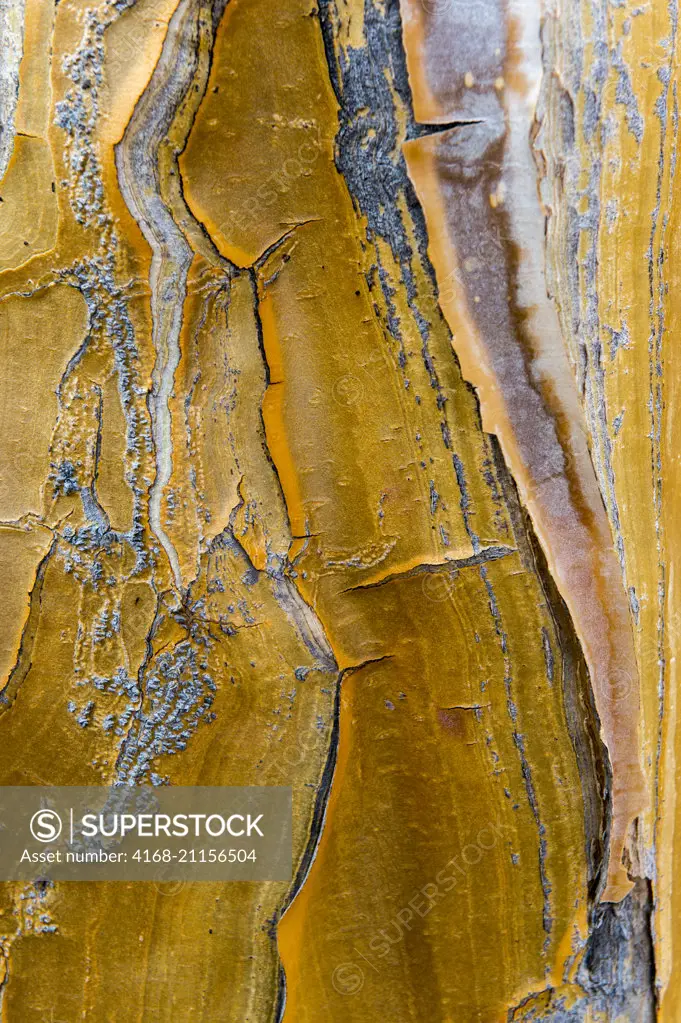 Close-up of the bark of an Aloe dichotoma (the quiver tree or kokerboom) at Kirstenbosch National Botanical Gardens in Cape Town, South Africa.