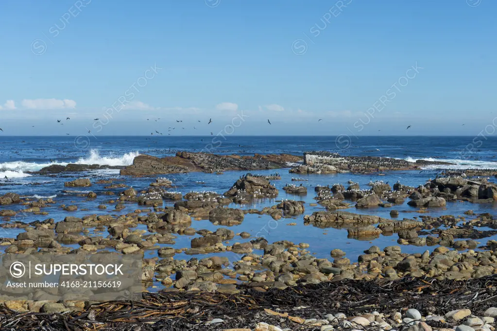 Surf is breaking on rocks with cormorants and gulls at low tide at the Cape of Good Hope near Cape Town, South Africa.
