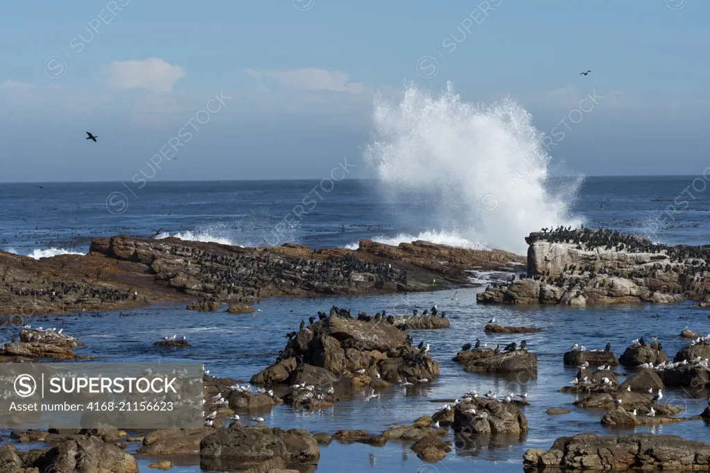 Surf is breaking on rocks with cormorants and gulls at low tide at the Cape of Good Hope near Cape Town, South Africa.