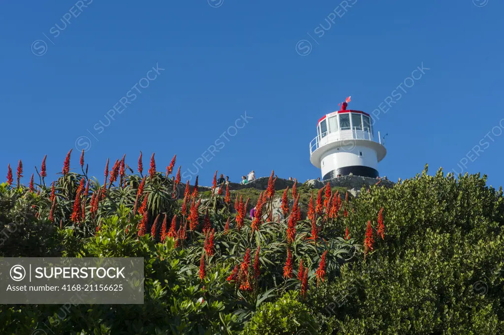 View of the lighthouse at Cape Point near Cape Town, South Africa with red aloe flowers in foreground.