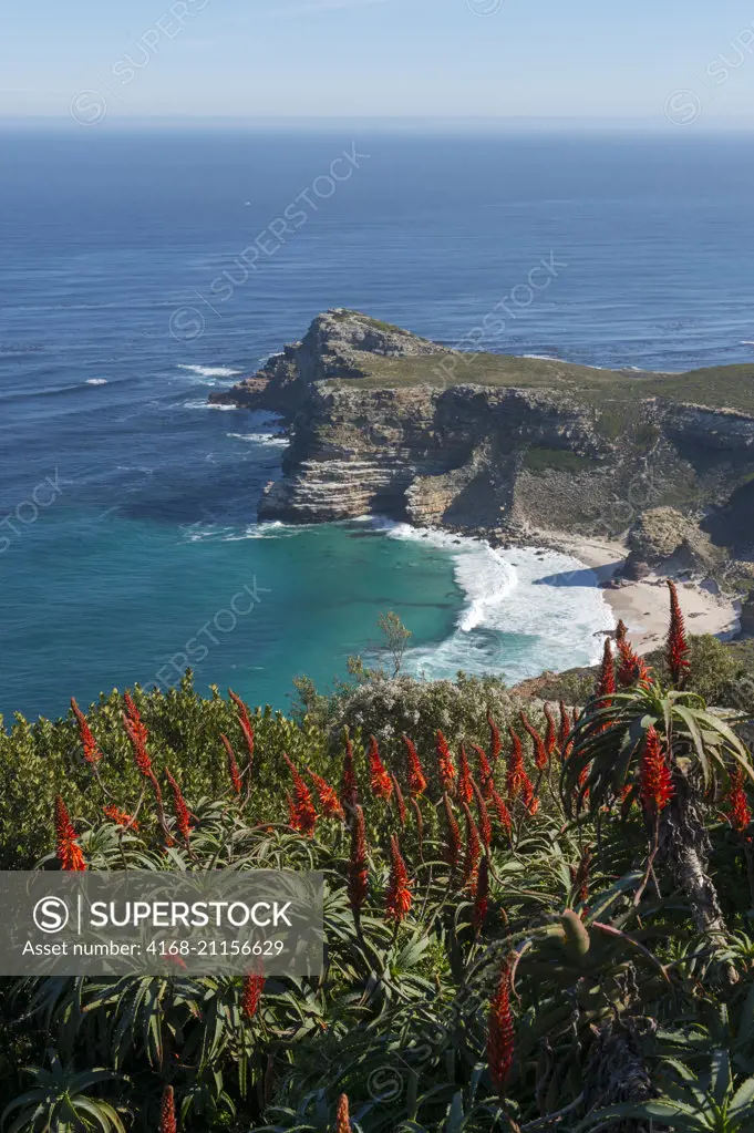 View of the Cape of Good Hope from Cape Point near Cape Town, South Africa with red aloe flowers in foreground.
